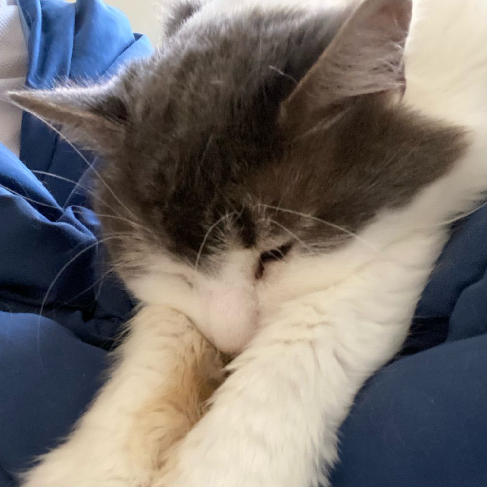 Sleepy Jake