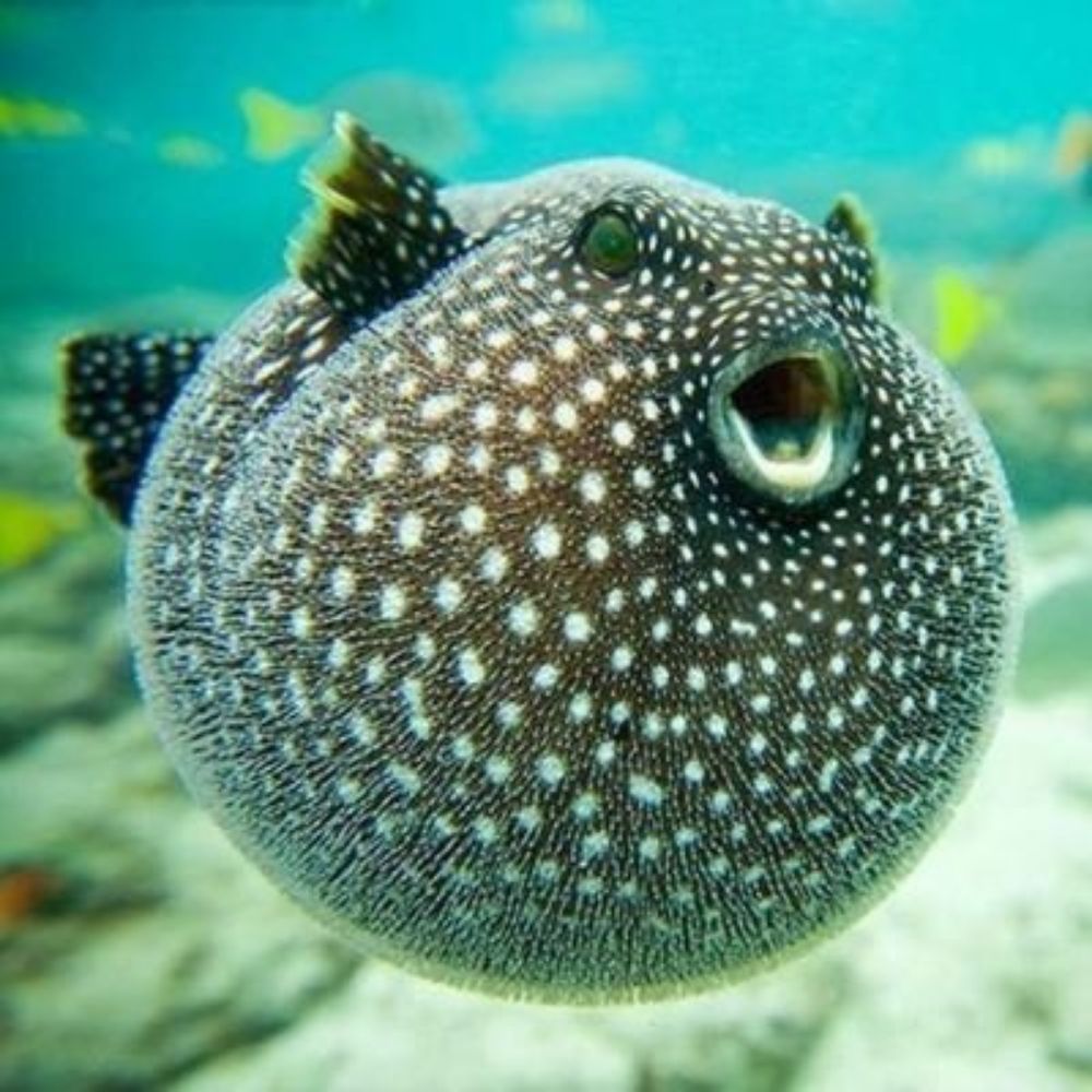 FUGU