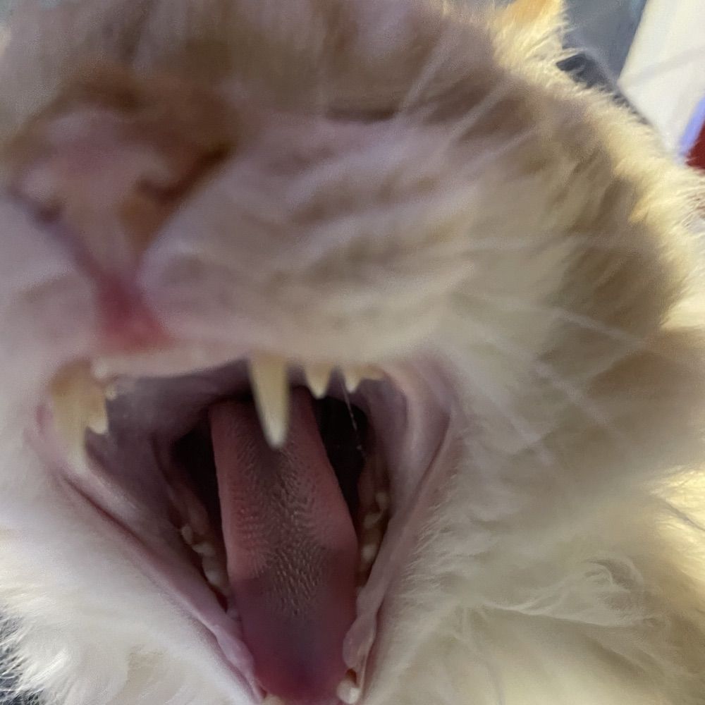 Linxray