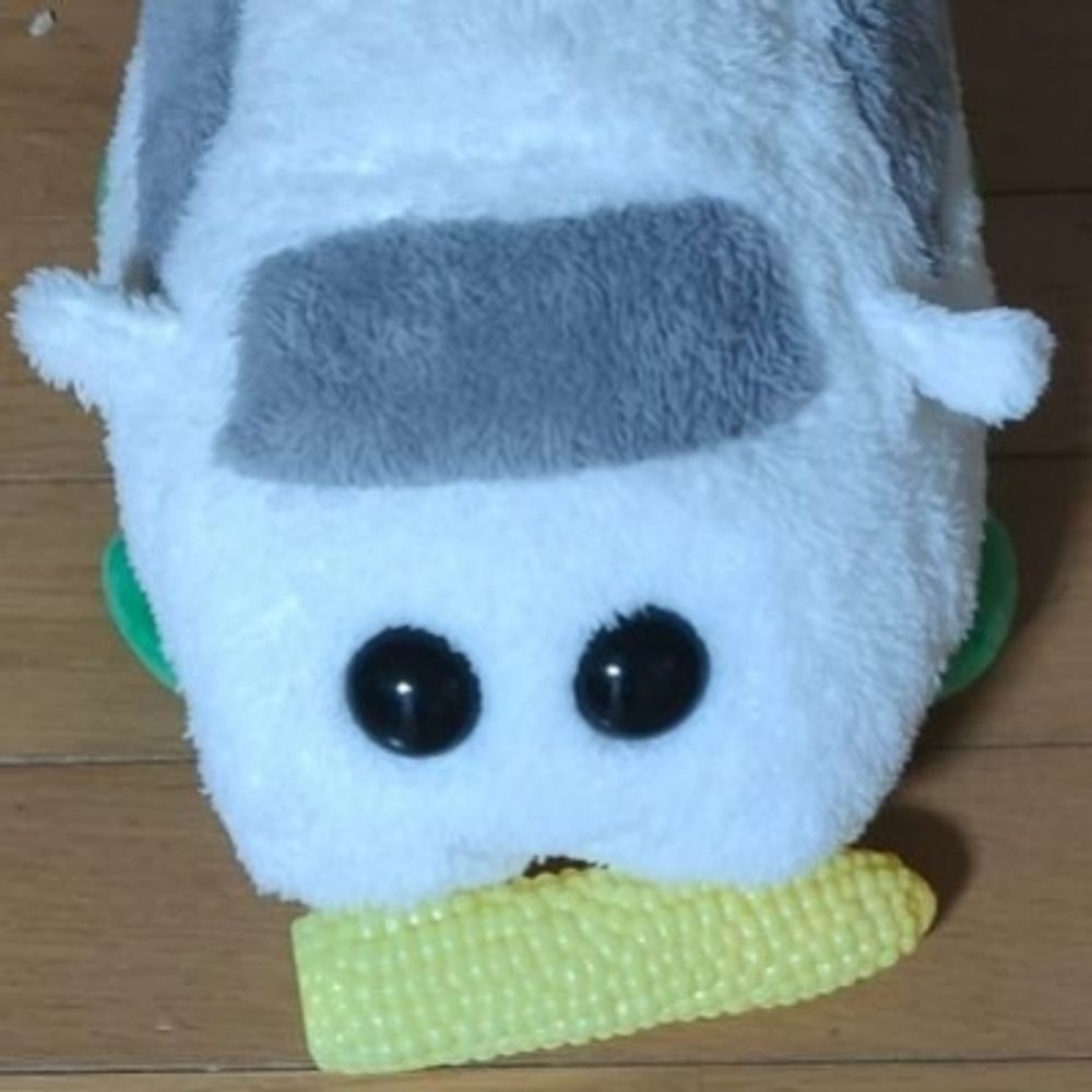 しらはと