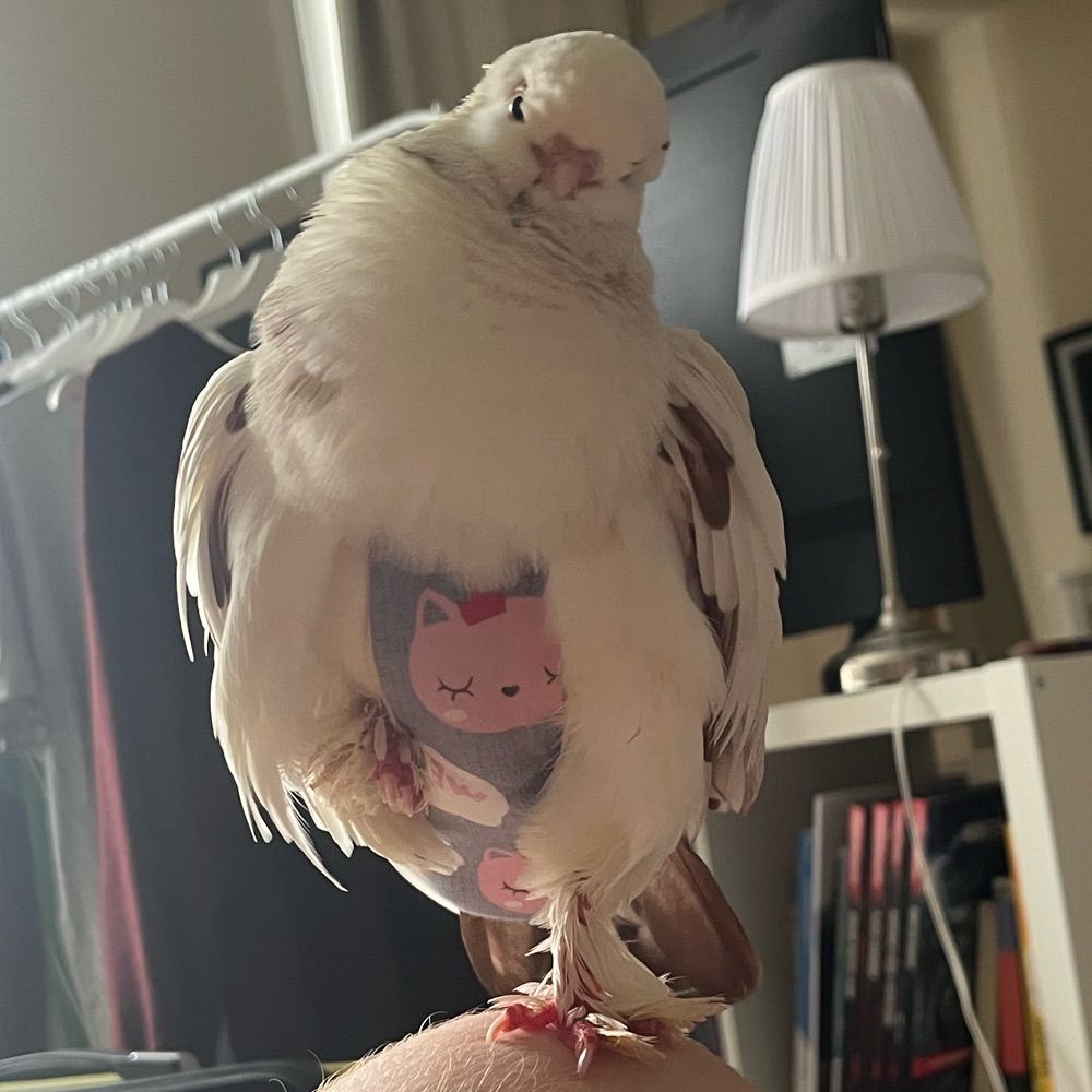 Disguised Pigeon