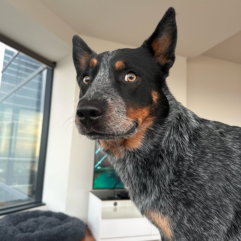 F1Dog
