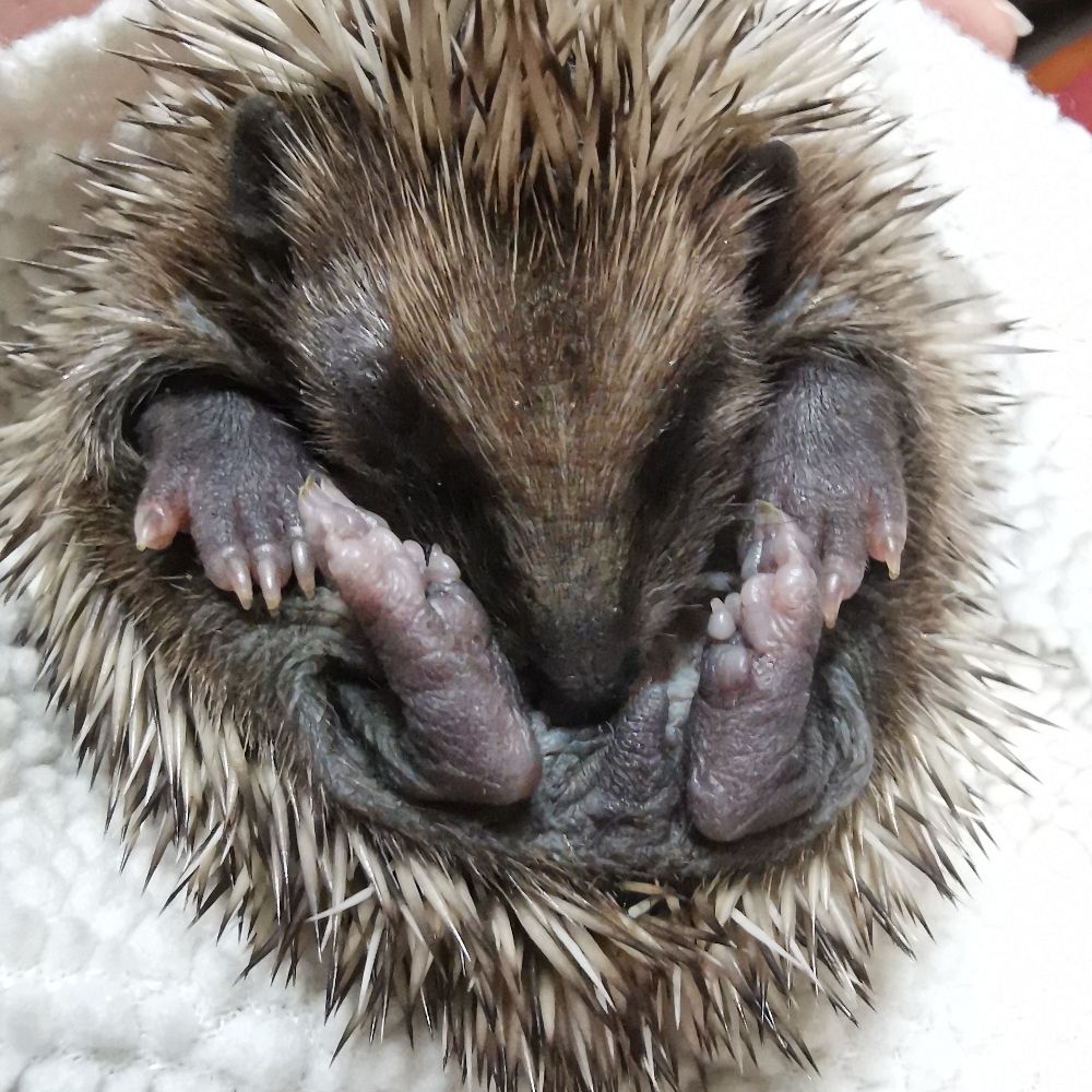 Help4hedgehogs