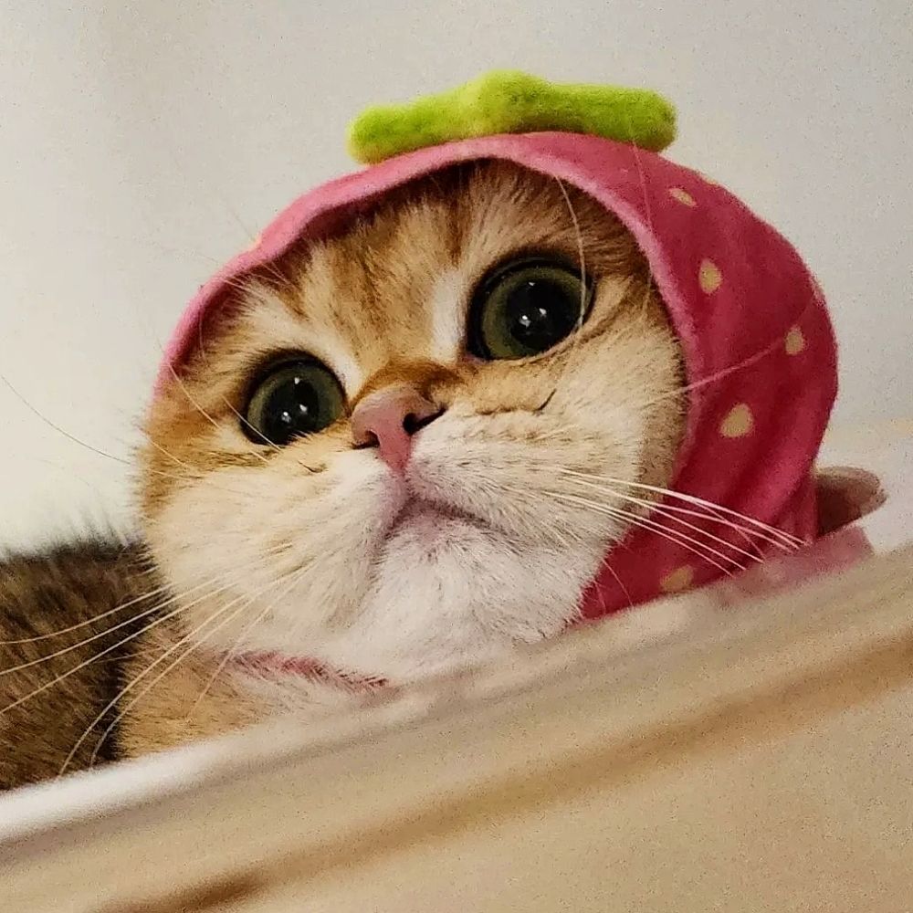 SullyMao.tw🍐