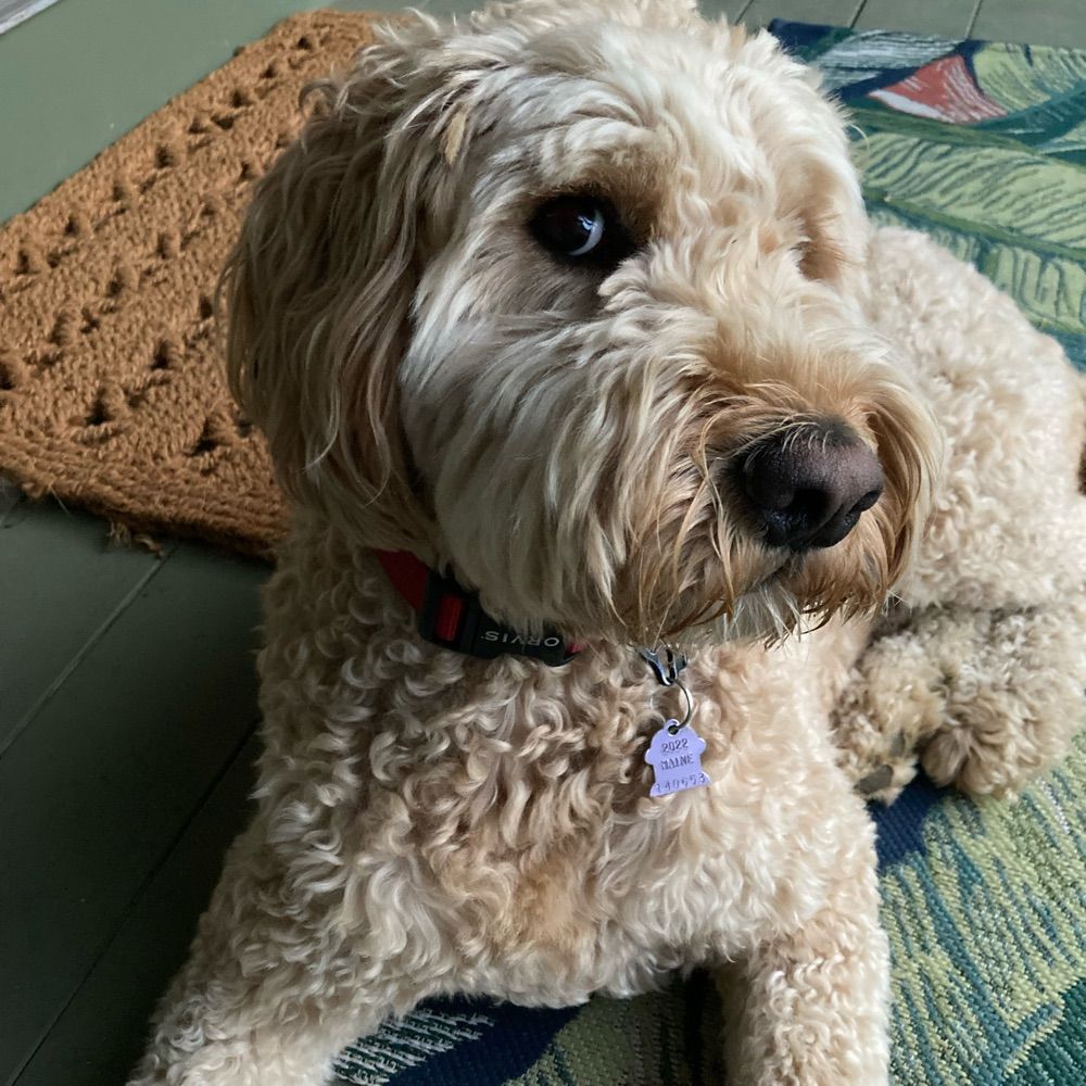 doodlover.bsky.social profile picture