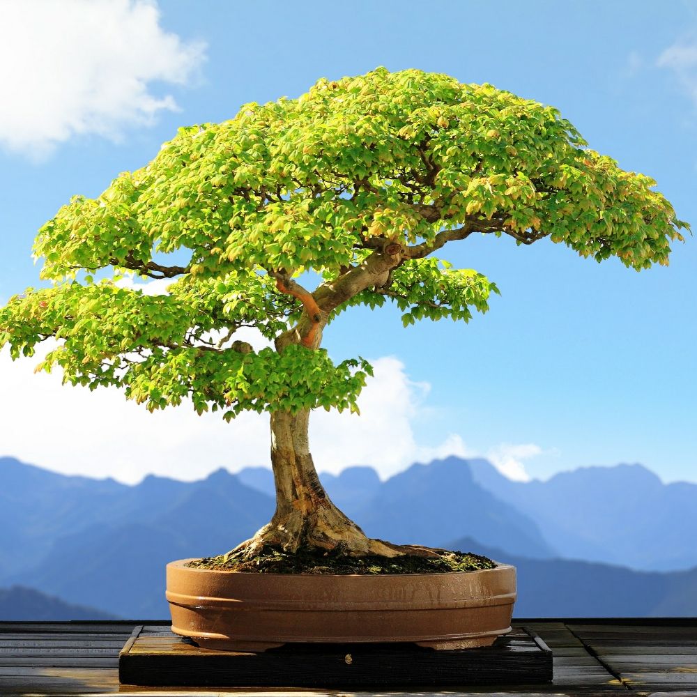 Blue Sky Bonsai