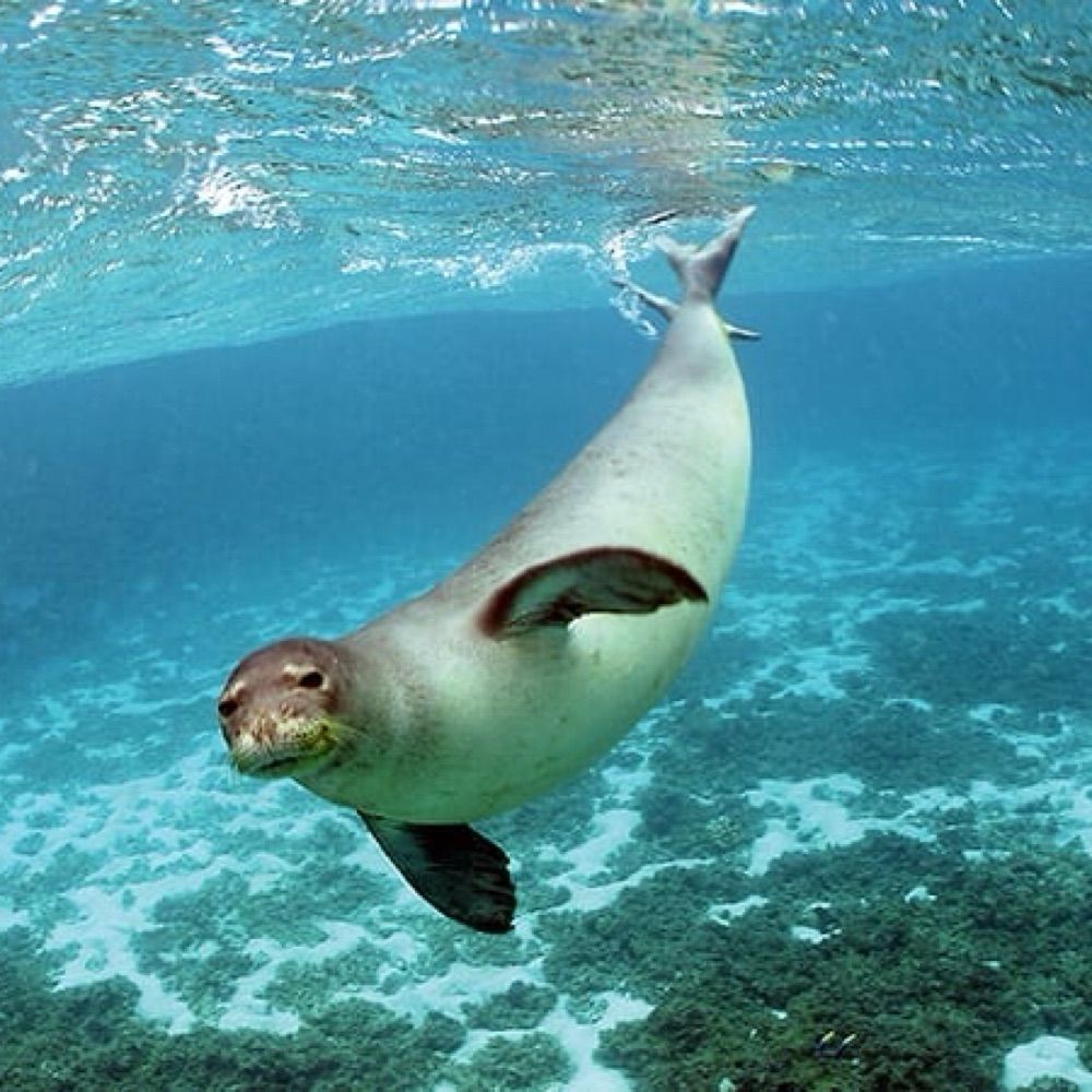 Sealpoint Selkie