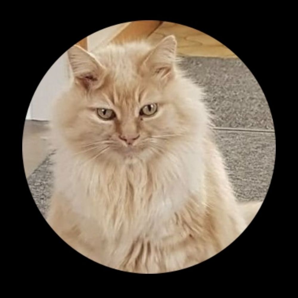 Simba 😻
