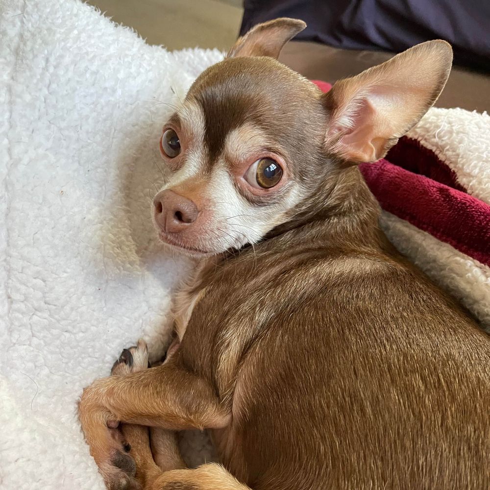 Chihuacorn Cooper