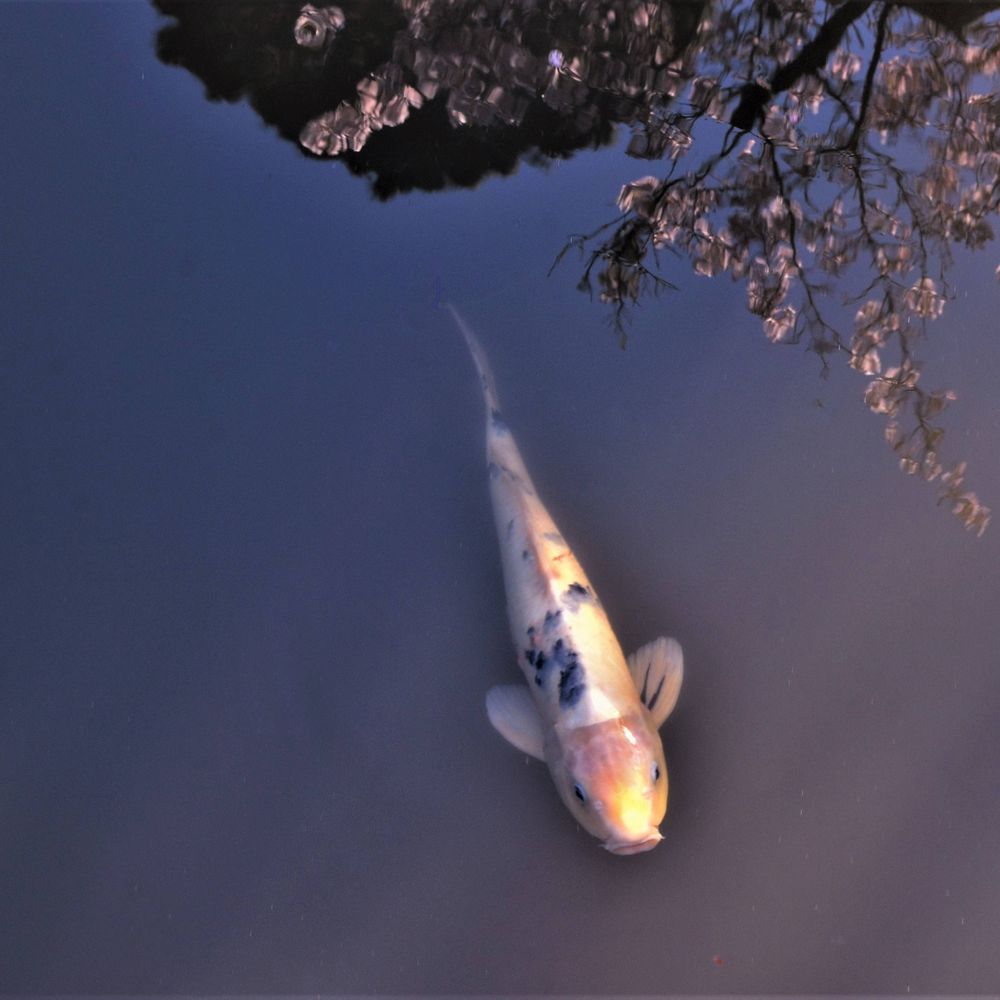 Lisa Joseph Koi Dreams Photo (She/her)
