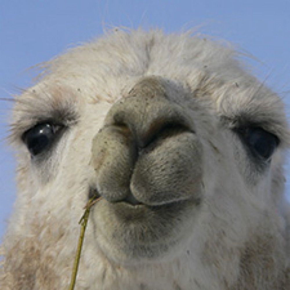 LlamaPriest