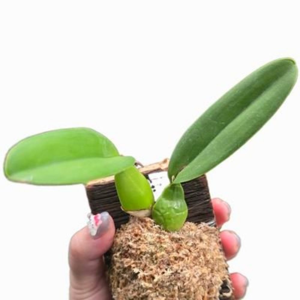 🌱