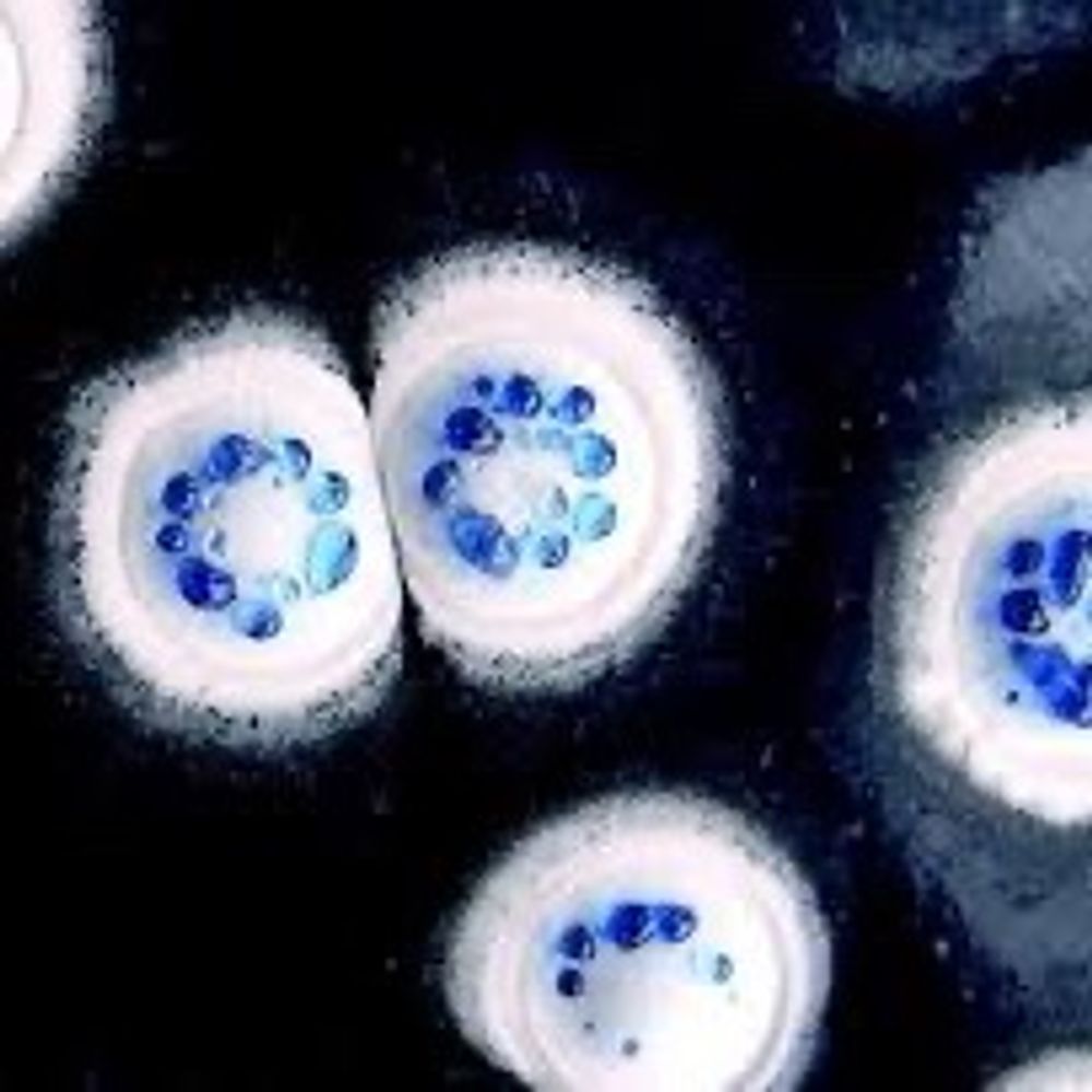 ActinoBase