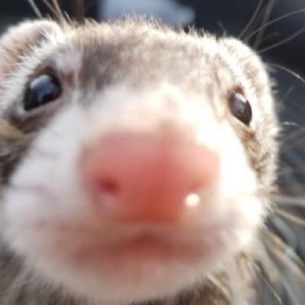 Profile picture ferretmoder.bsky.social