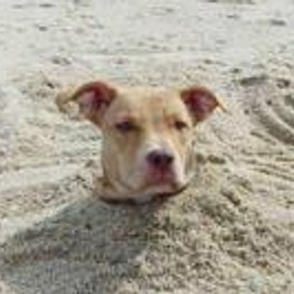 犬埋てつを