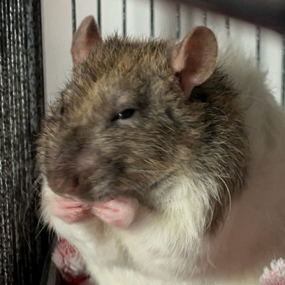 Rattie City News
