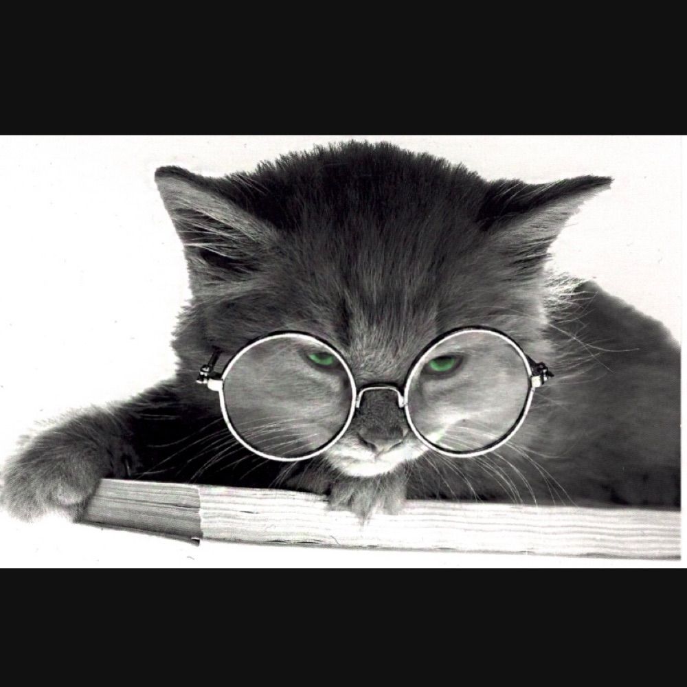 Curious Kat 🤓