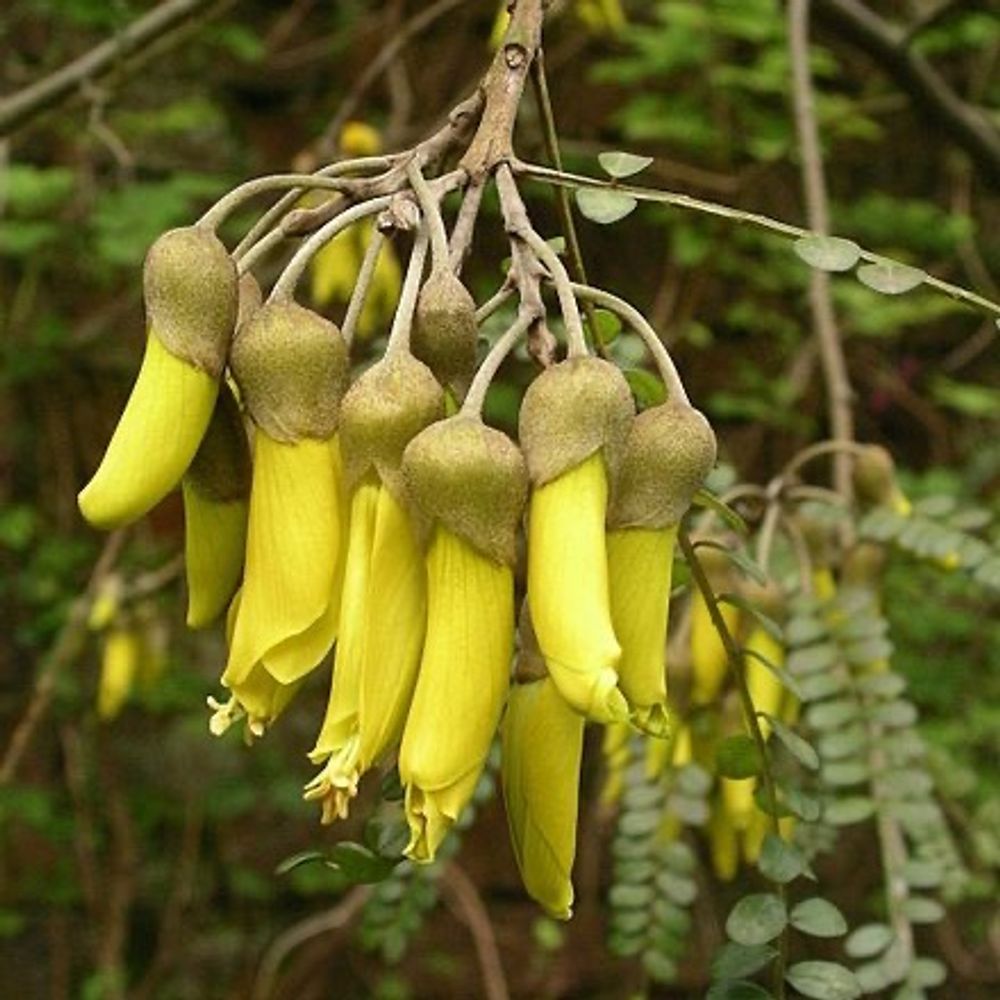 Kowhai