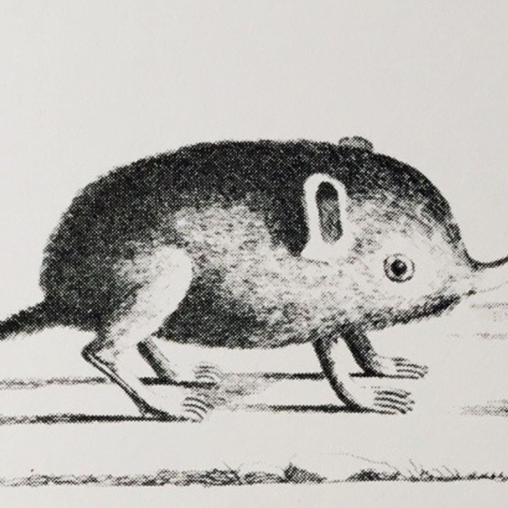 possum