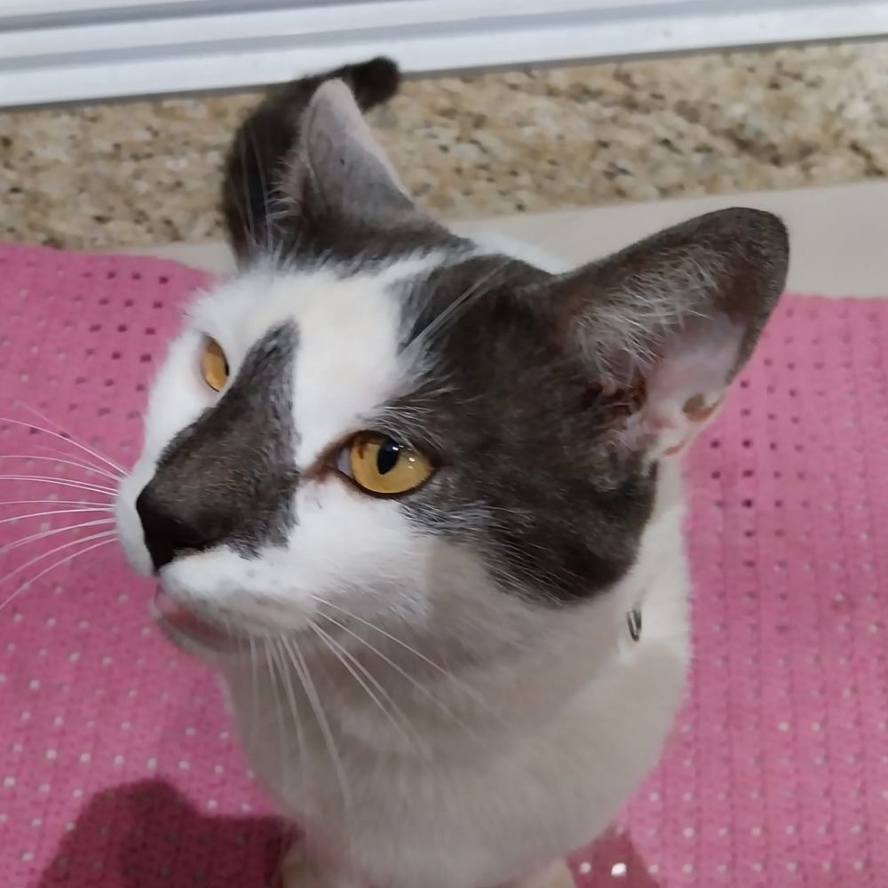 pipa