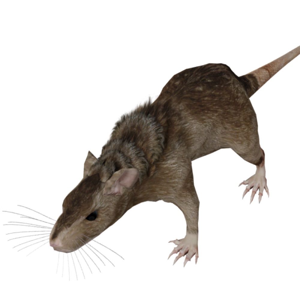 Rats in Video Games