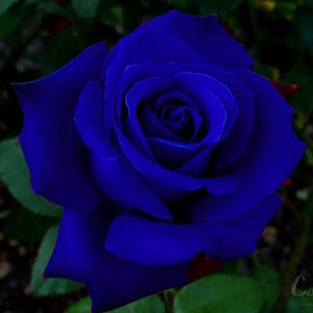 Rose/Arxsia 🌹