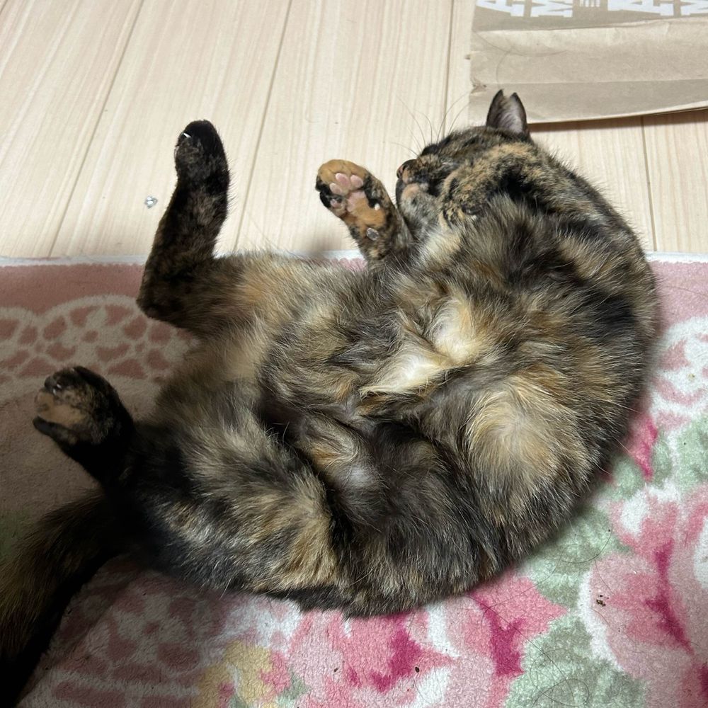 きだらけ！