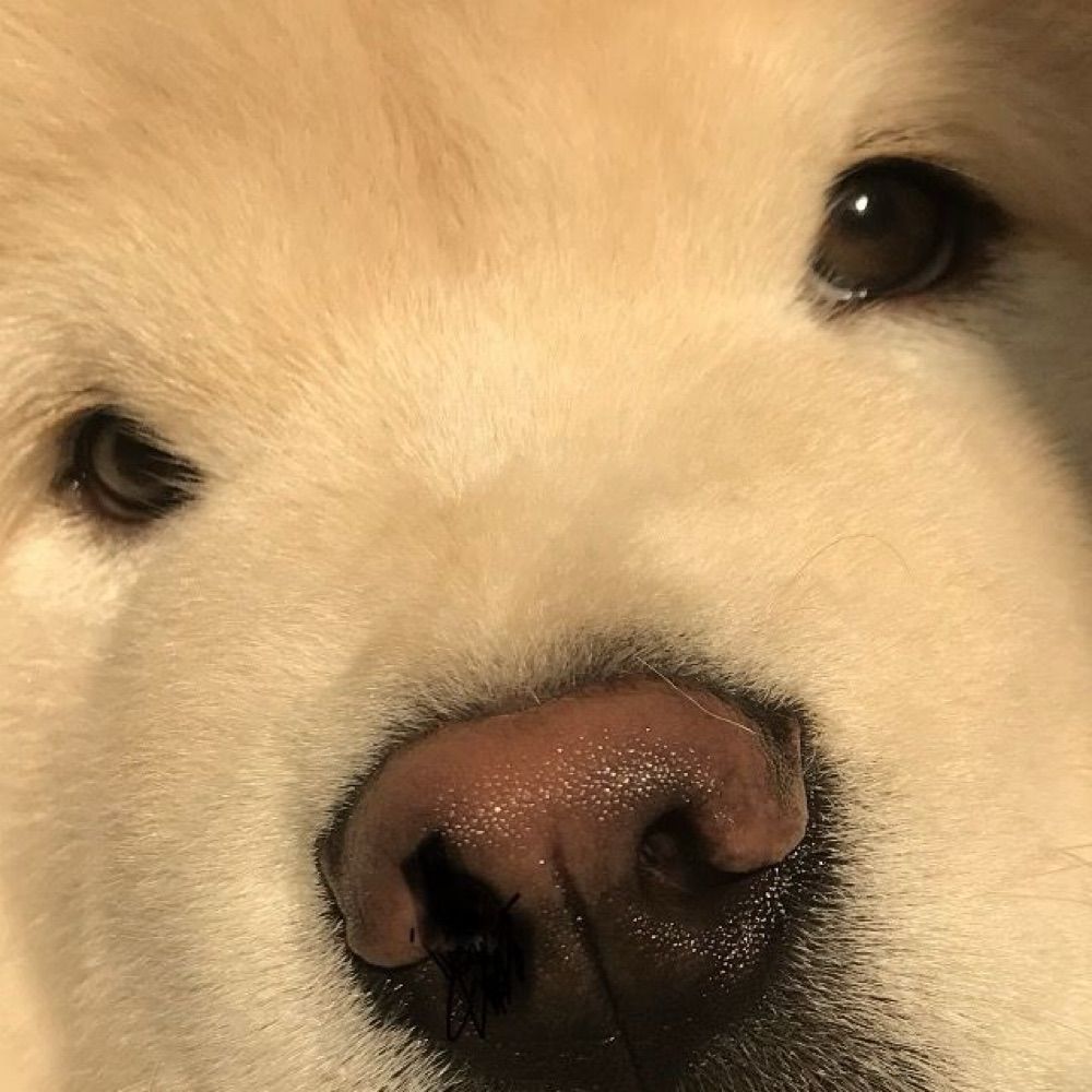 Wi