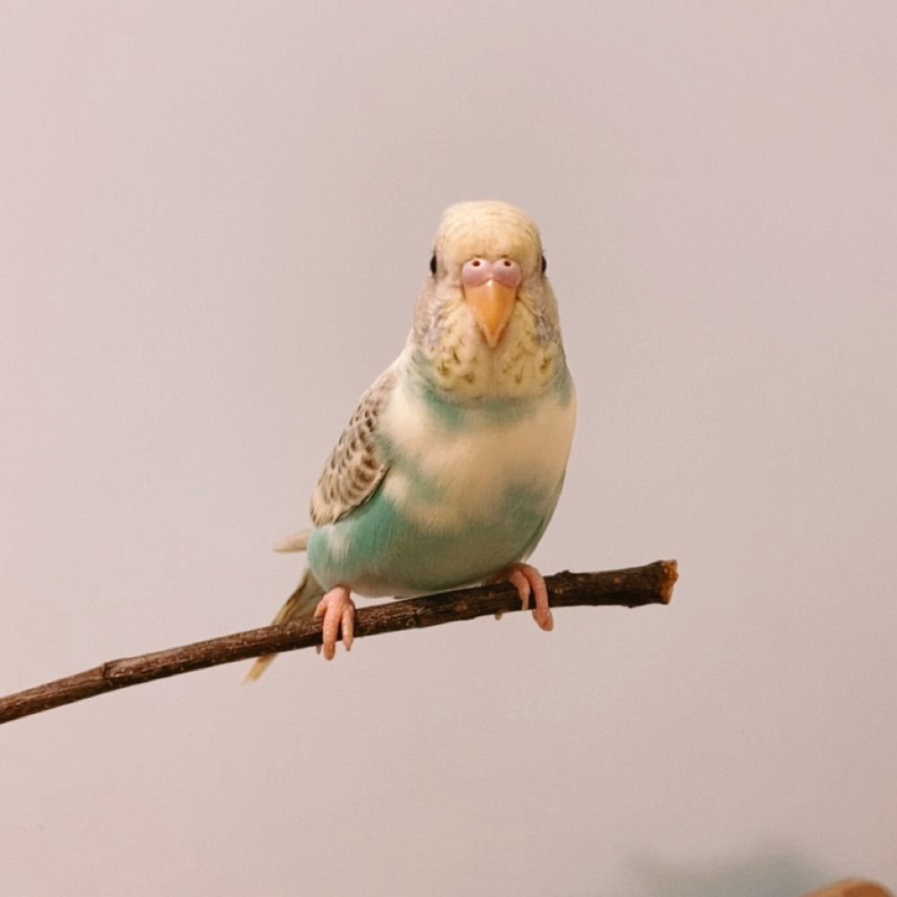 陸修