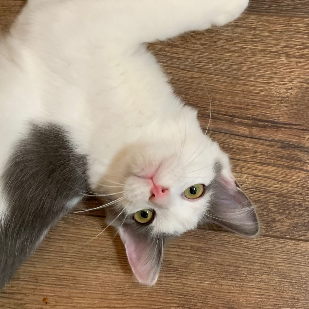 Heremeow