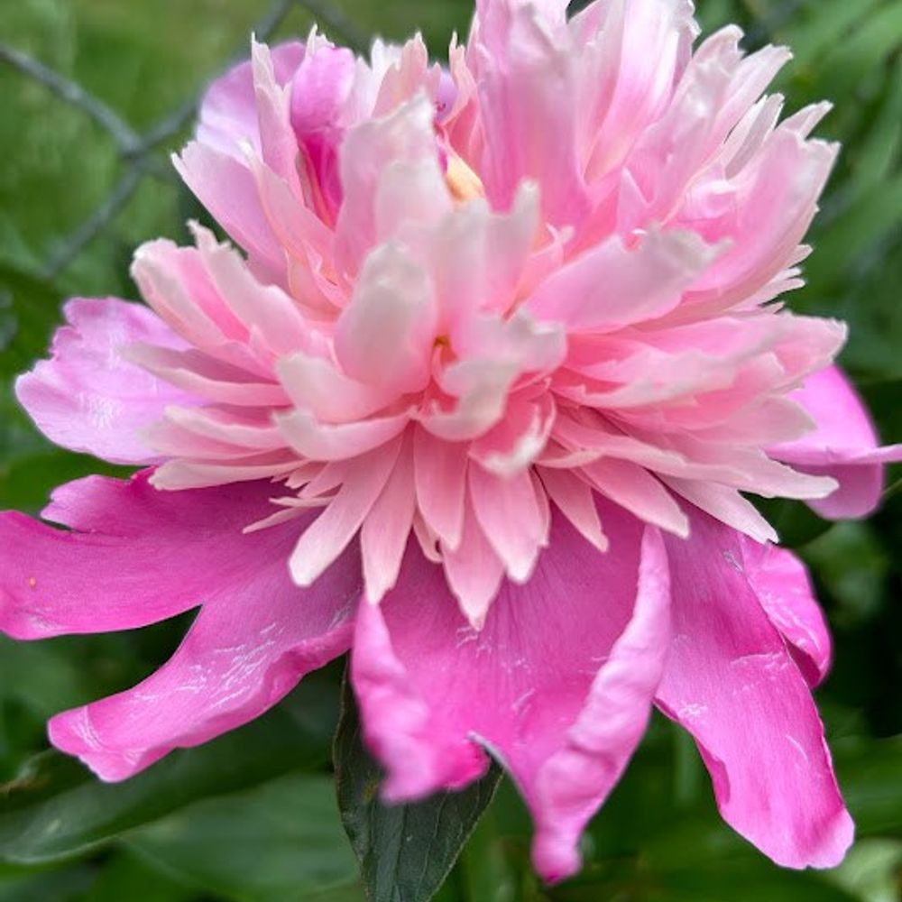 Jane Banks