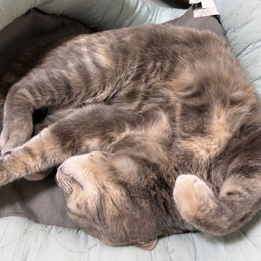 おばけ