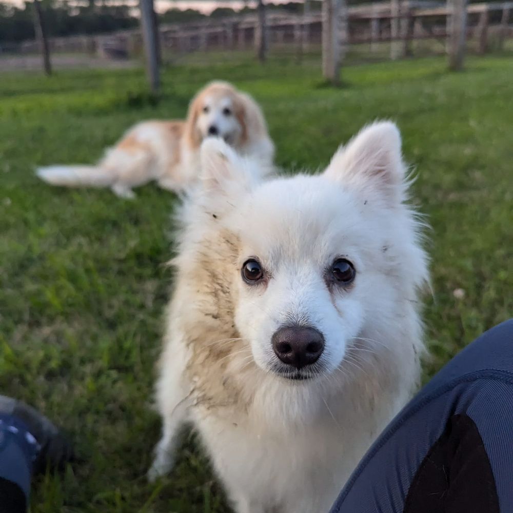 Profile picture fluffydogbutts.bsky.social