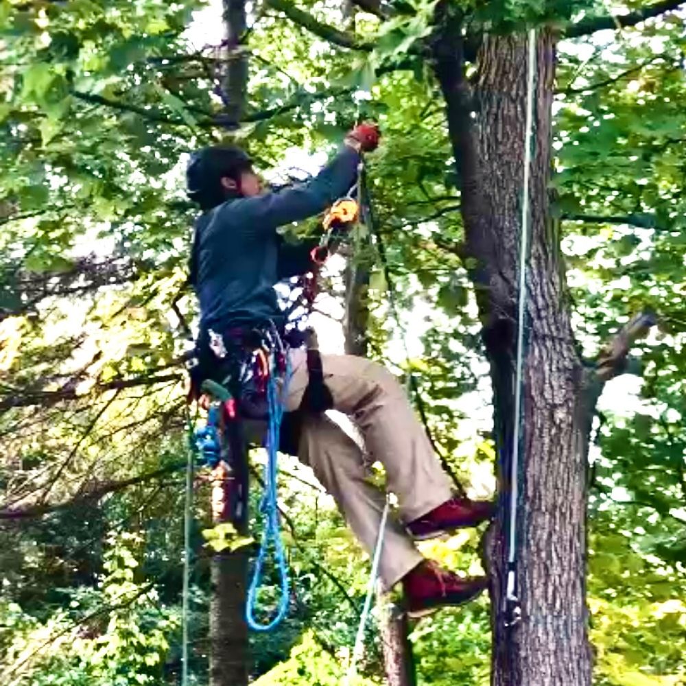 Digital Forest Lab