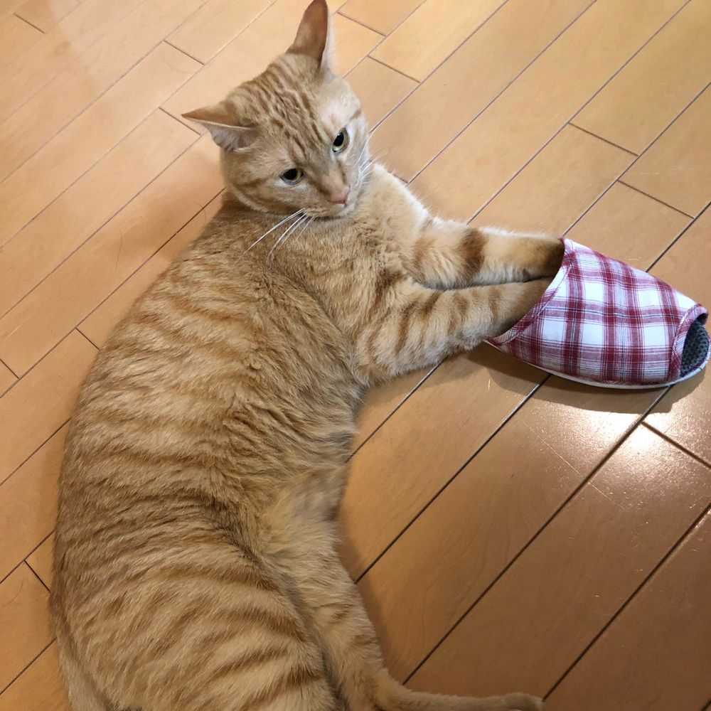 あきほし
