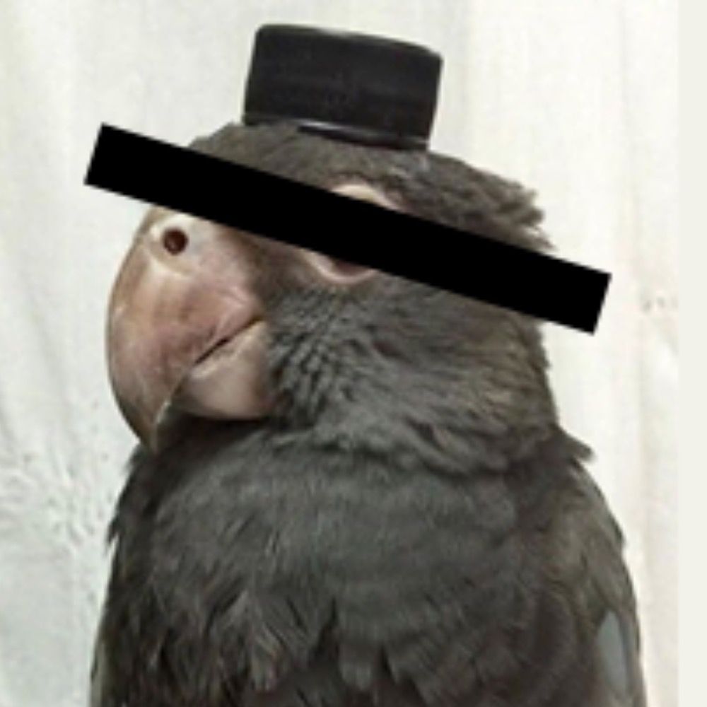 Birb