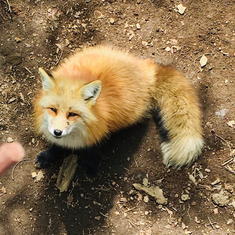はしこ