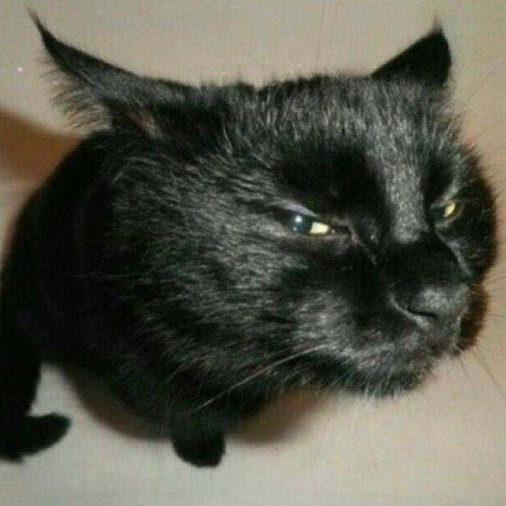 Pink Narcissus do Cachambi