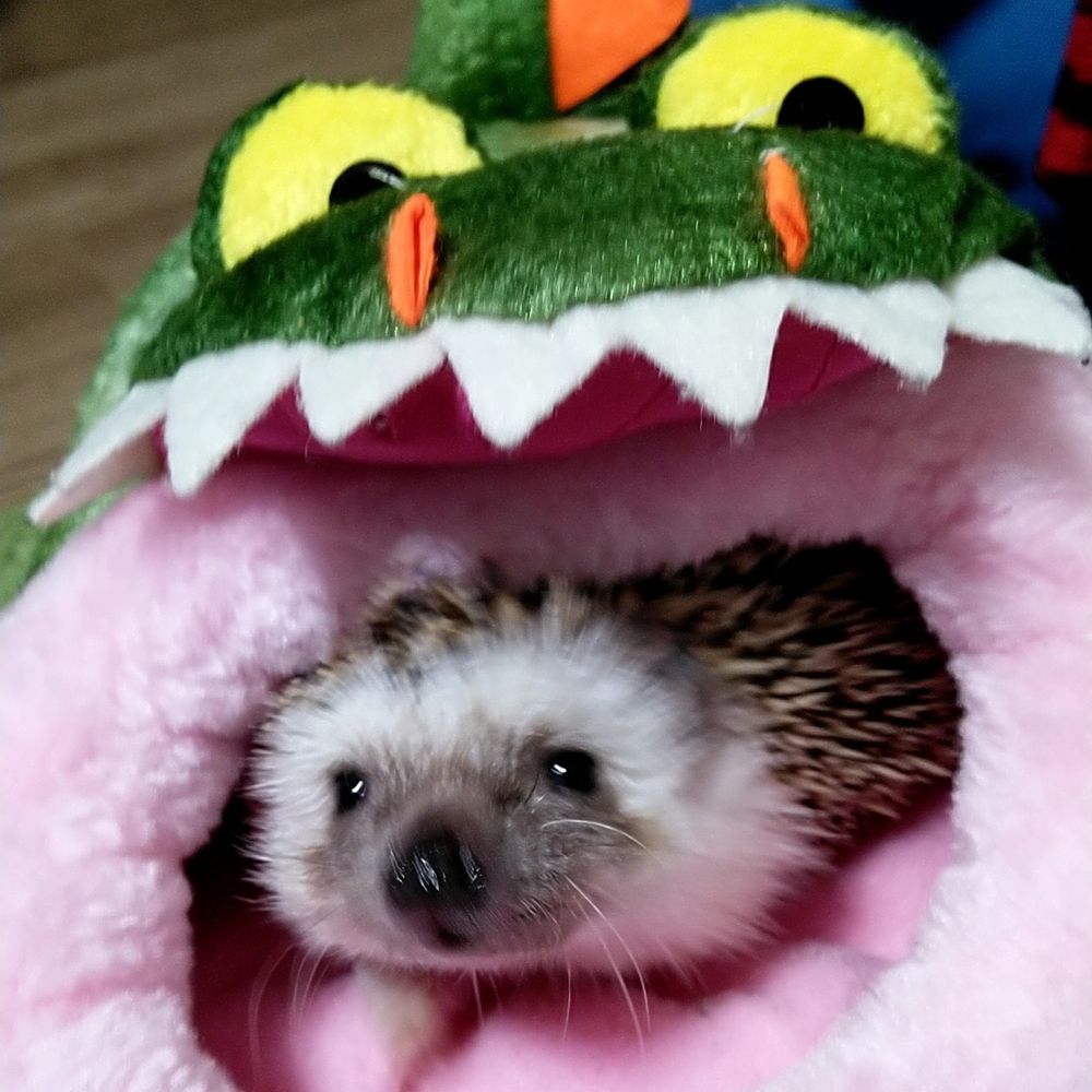 みどるん