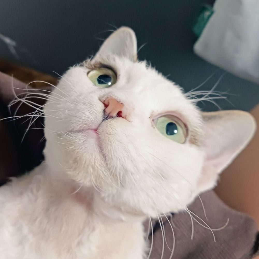 데본 가족찾는중