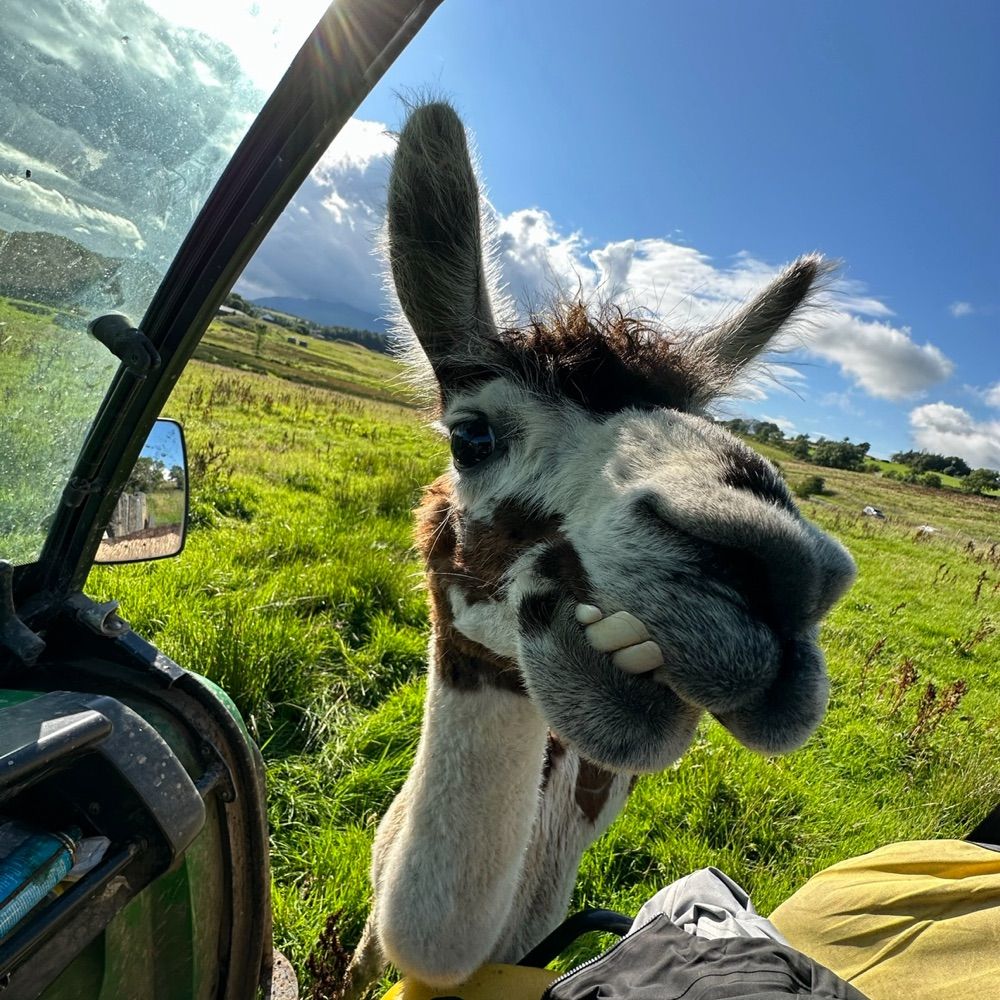 Alpacas of Bluesky