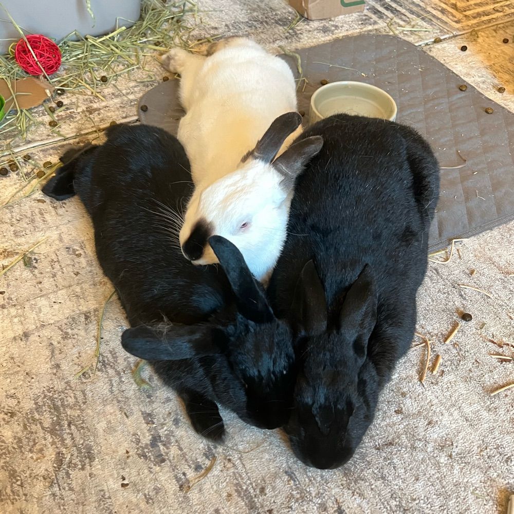 Mayonnaise 🐇🖤📚