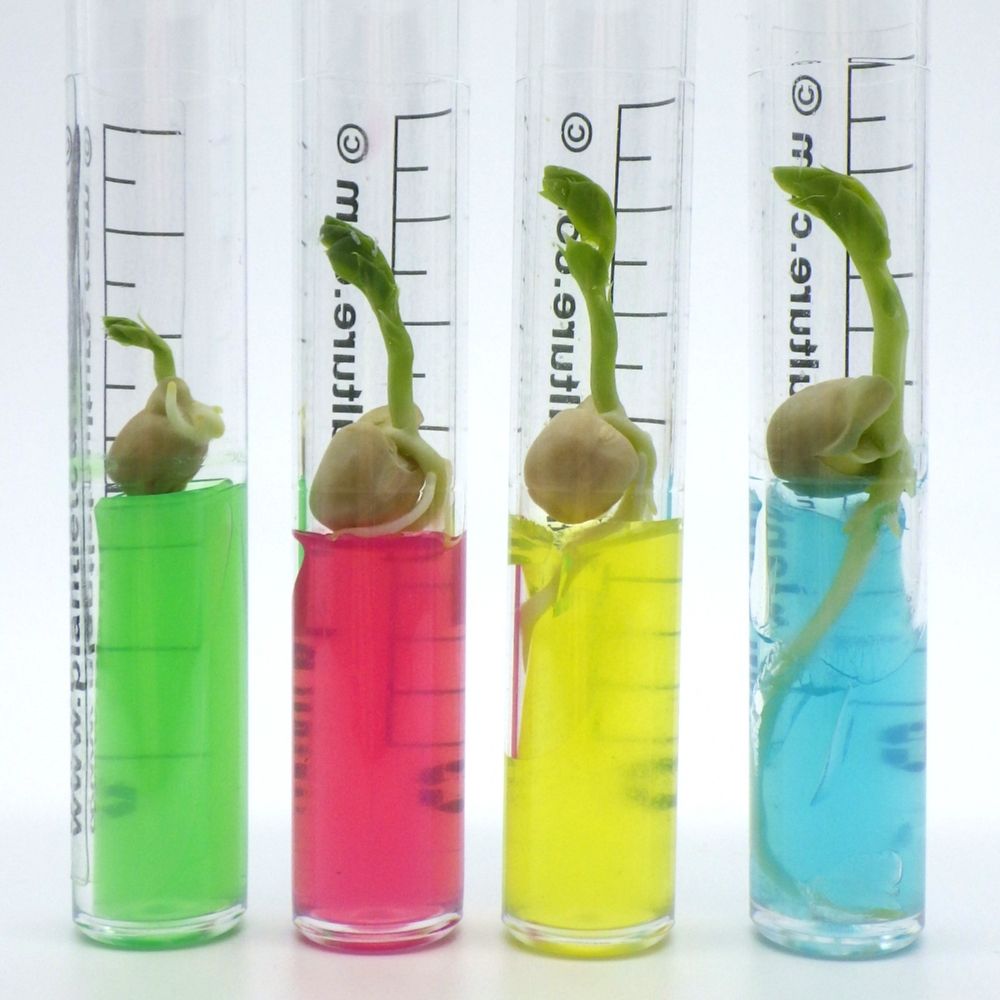 PlantletCulture