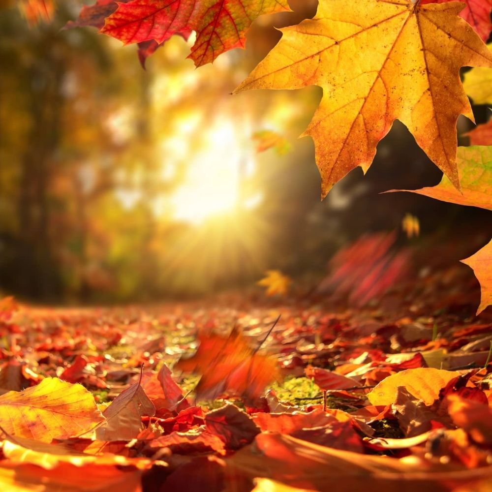 Autumnal 🍂 🔜 Momocon 2025