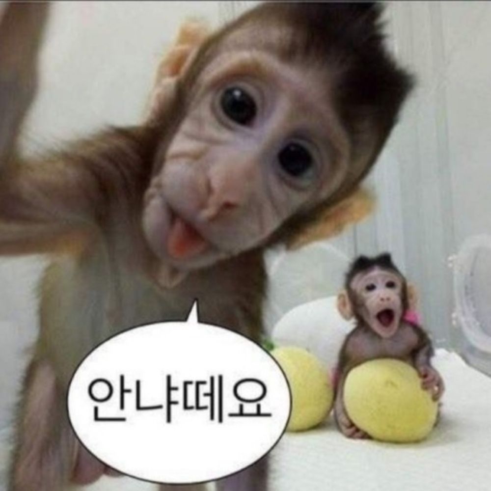 숭숭ㅇㅣ