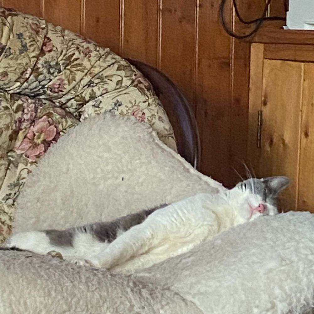Oscaria
