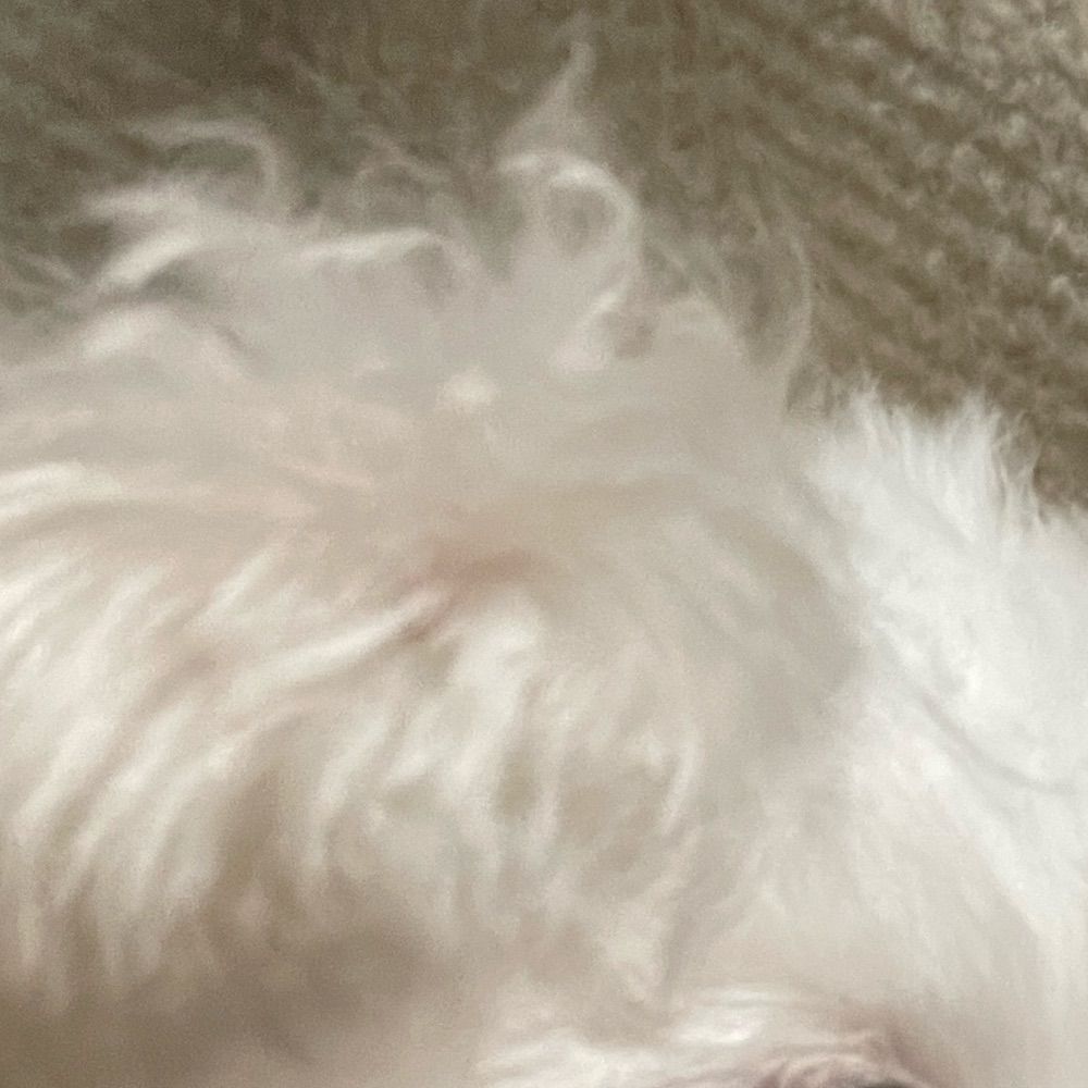 しろふわなくま
