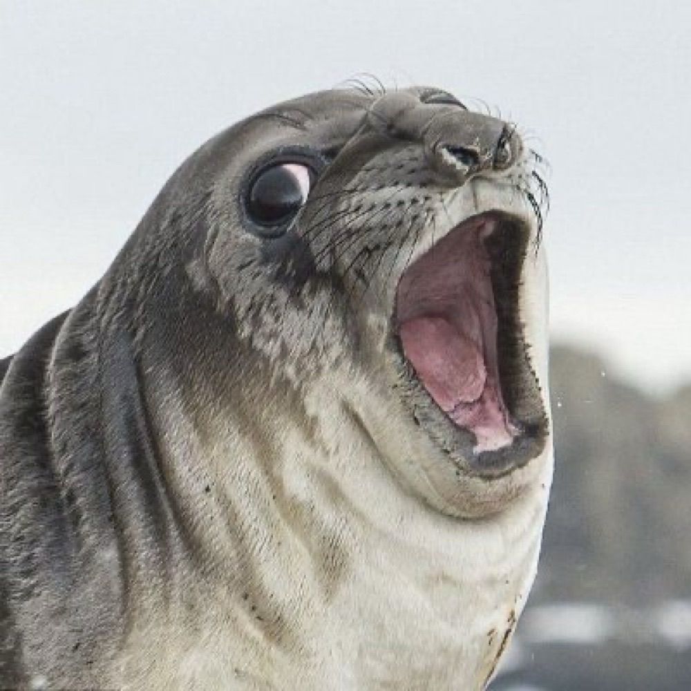 StartledSeal