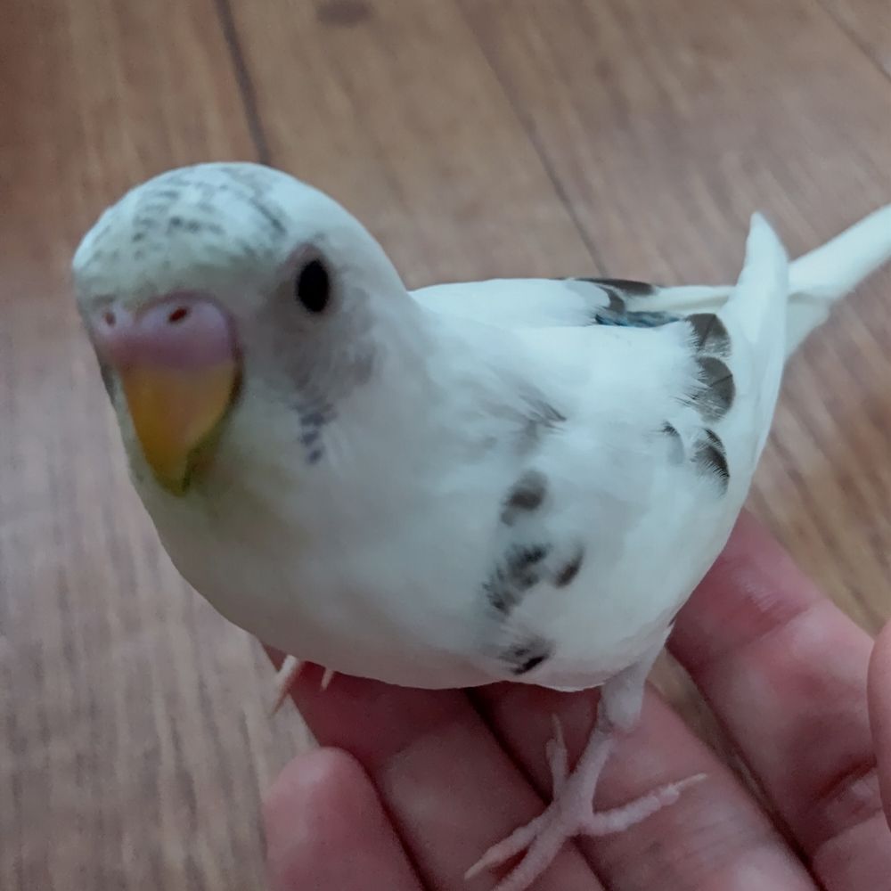 はむお