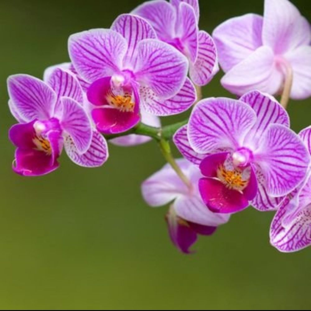 Orchidee